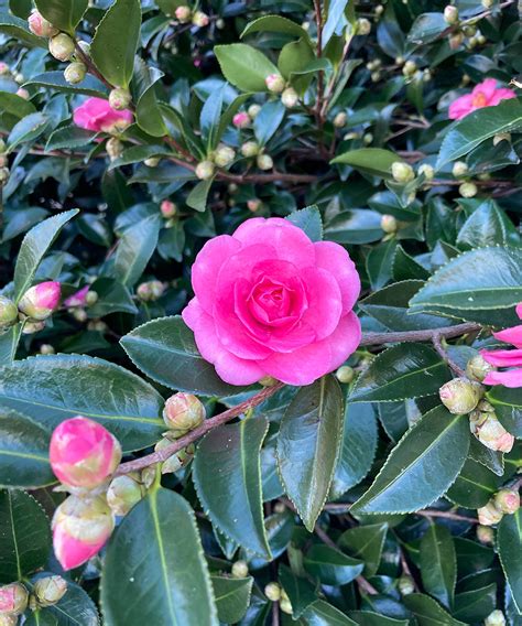 Fall magic rose camellia
